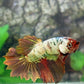 Multicolor Copper Purple Gold Suntail Halfmoon Female For Sorority Tank/Breed