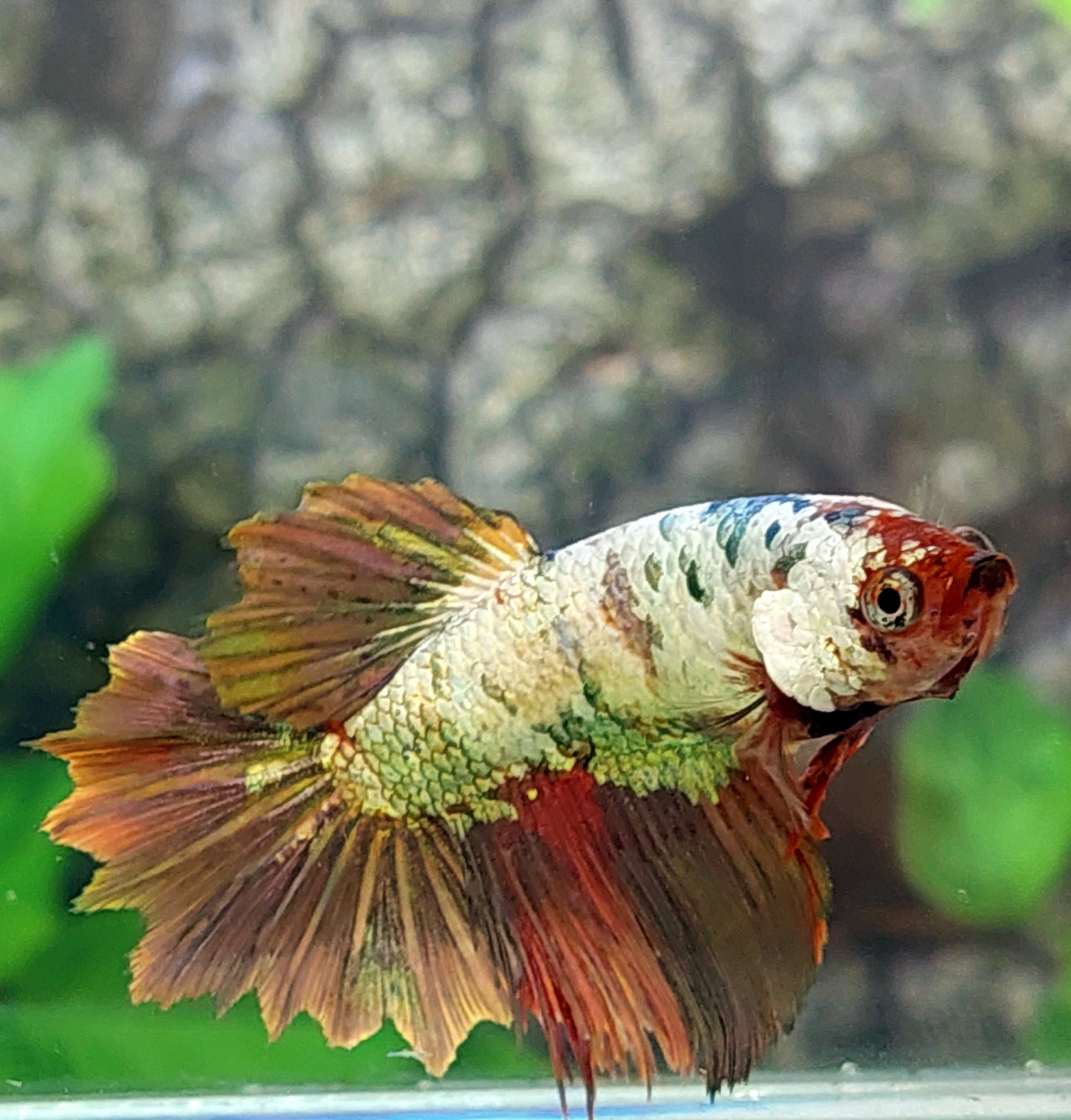 Multicolor Copper Purple Gold Suntail Halfmoon Female For Sorority Tank/Breed