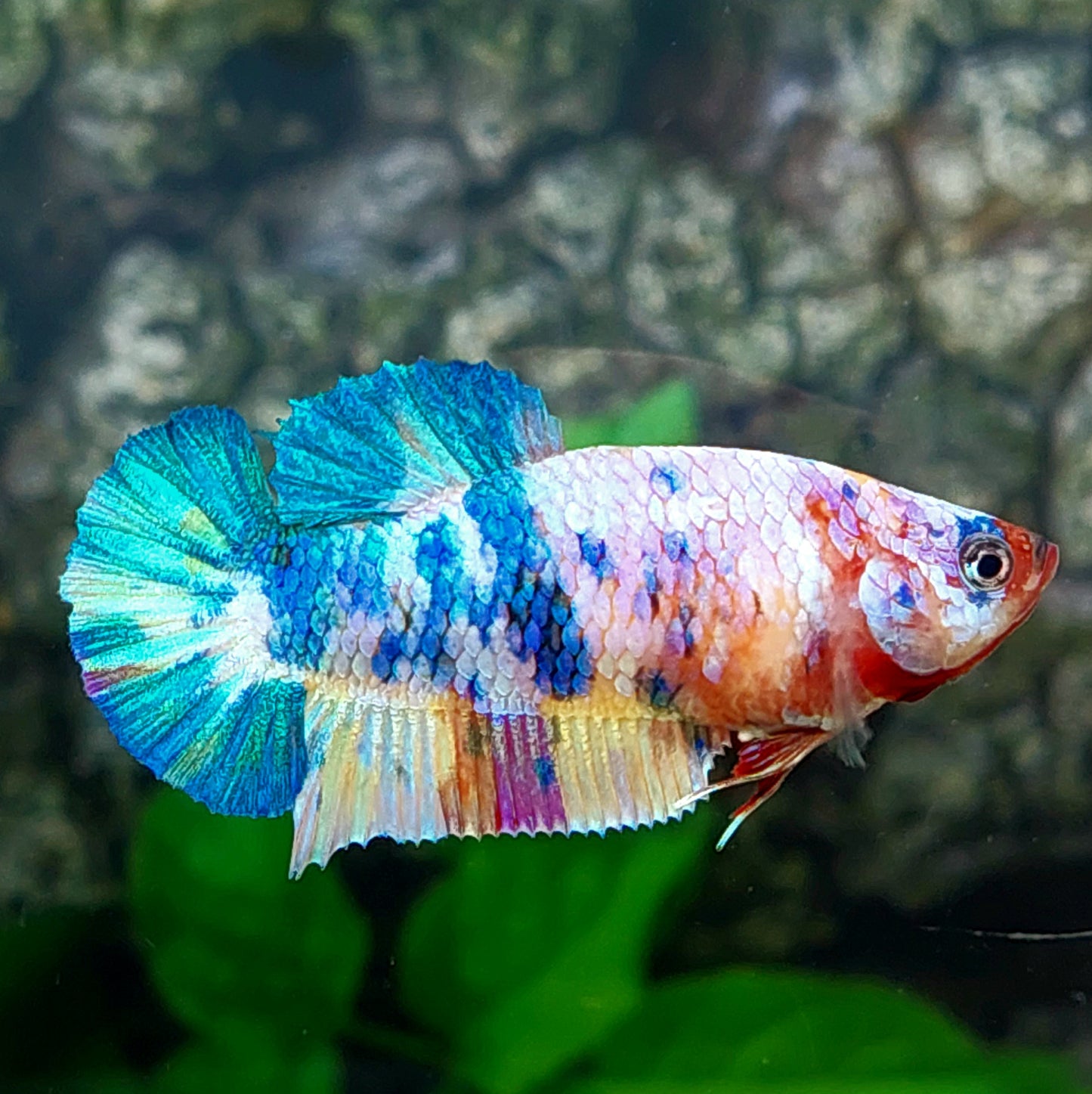 Multicolor HMPK Female For Sorority Tank/Breed