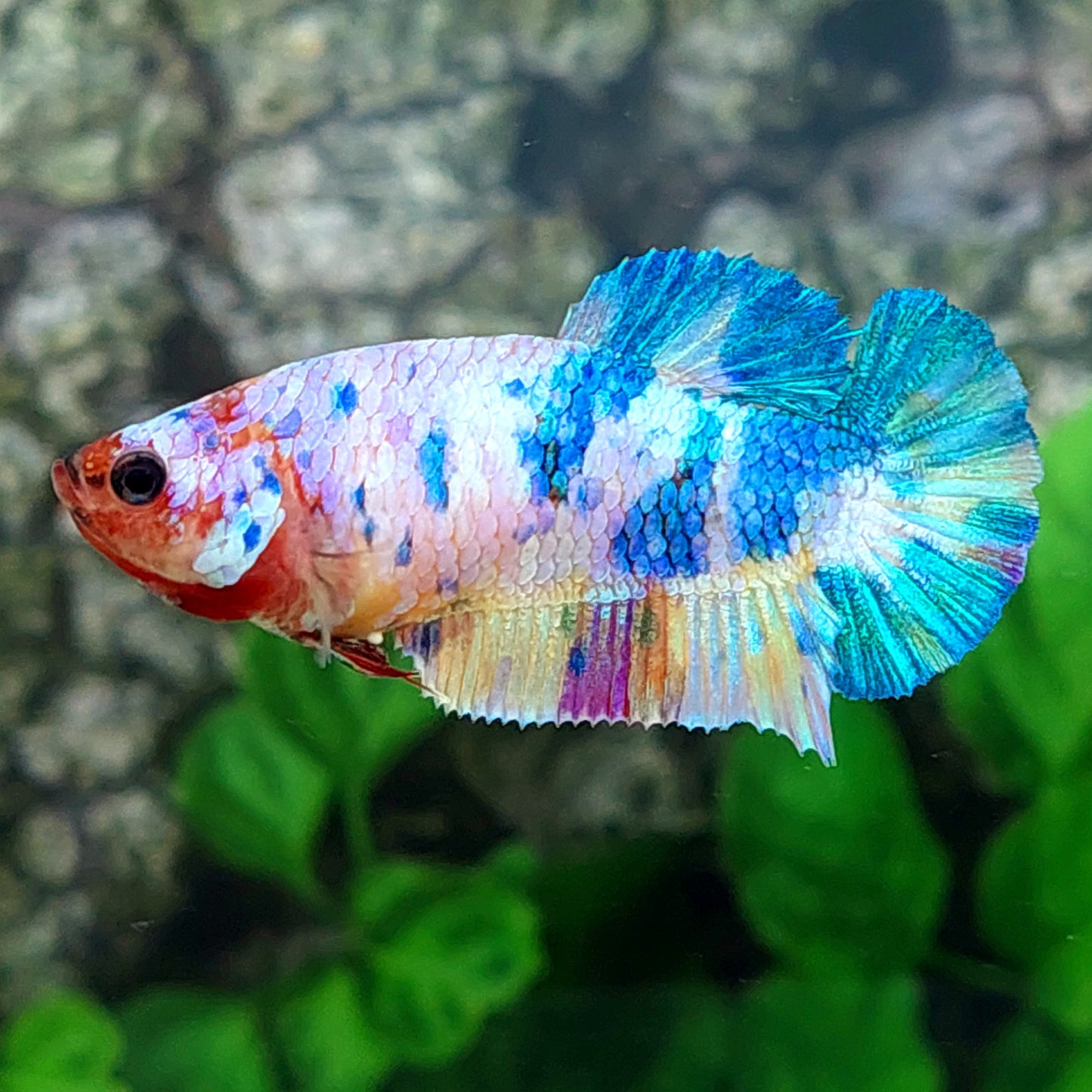 Multicolor HMPK Female For Sorority Tank/Breed