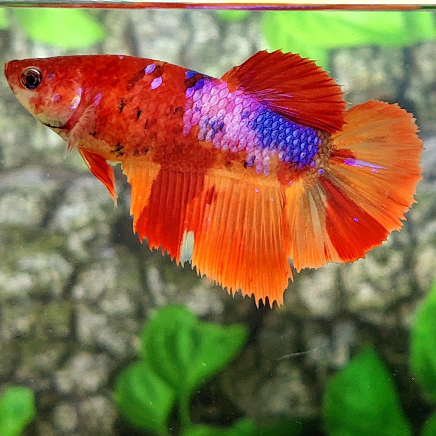 Multicolor Galaxy Halfmoon Female For Sorority Tank/Breed