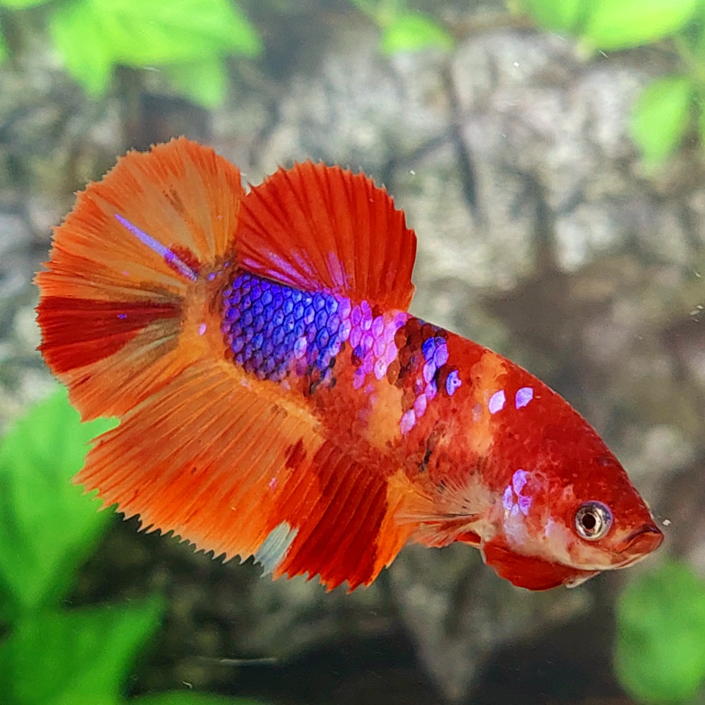 Multicolor Galaxy Halfmoon Female For Sorority Tank/Breed