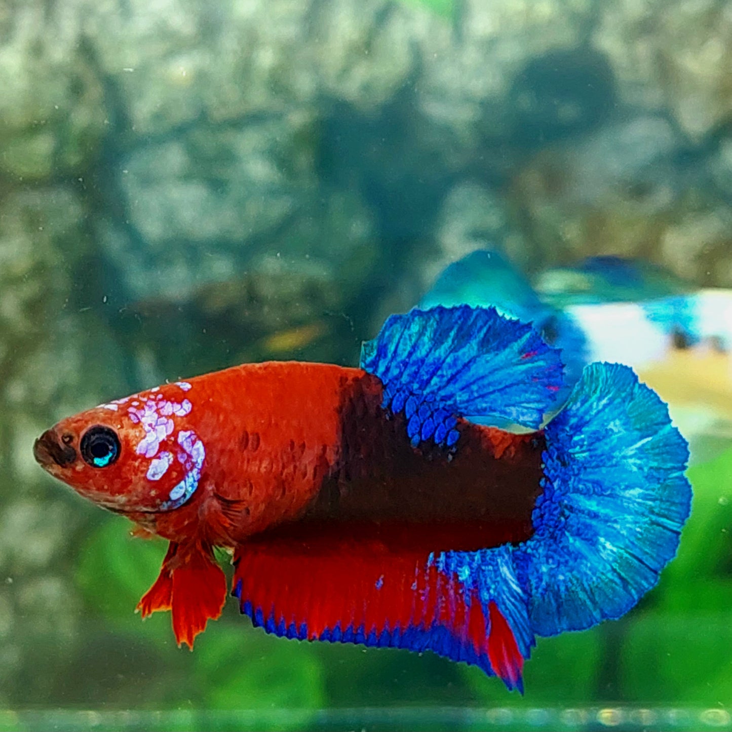 Hellboy Bluetail HMPK Female For Sorority Tank/Breed