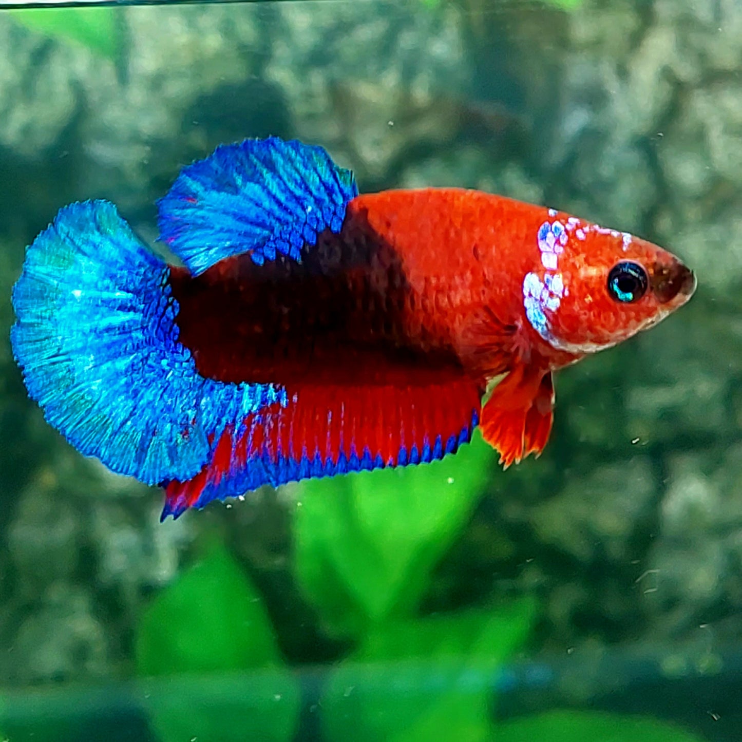 Hellboy Bluetail HMPK Female For Sorority Tank/Breed