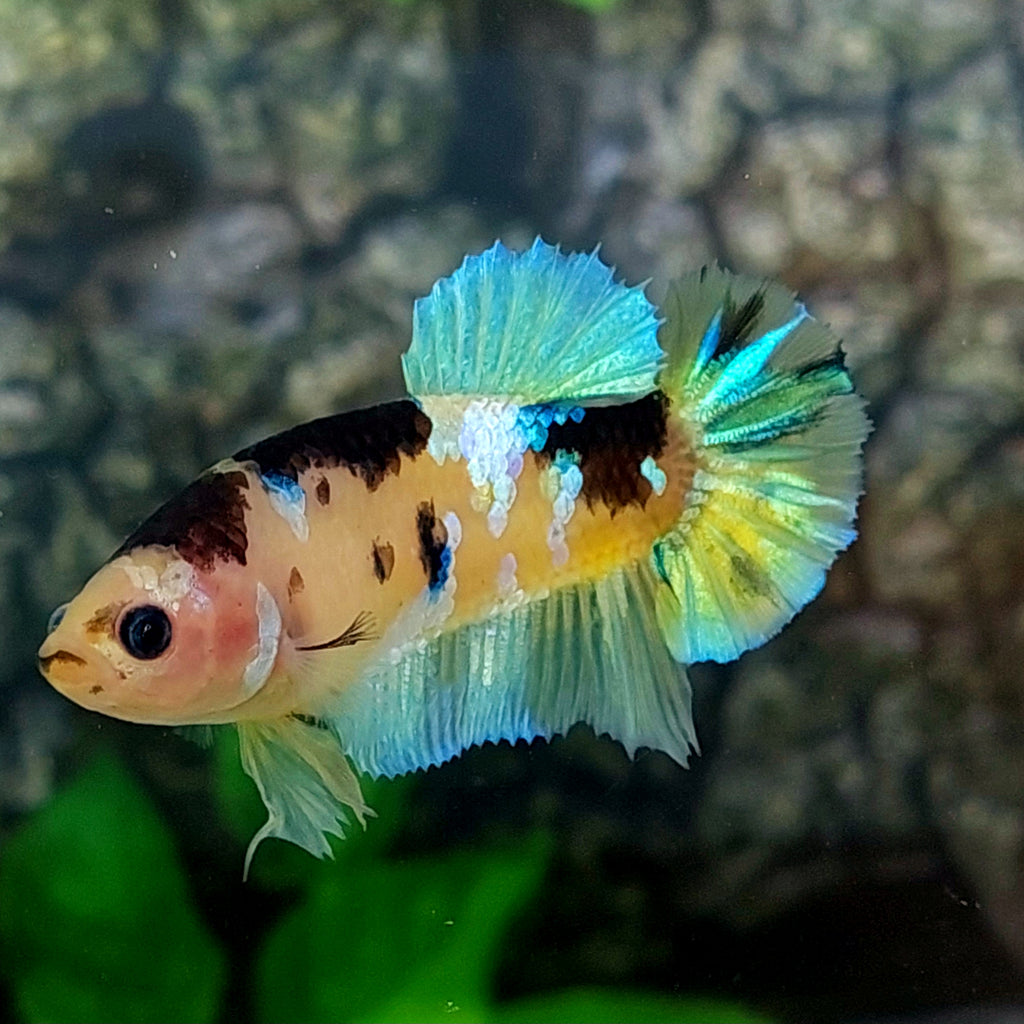 Amarillo cobre púrpura Koi Galaxy HMPK hembra para hermandad de mujeres tanque/raza