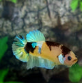 Amarillo cobre púrpura Koi Galaxy HMPK hembra para hermandad de mujeres tanque/raza