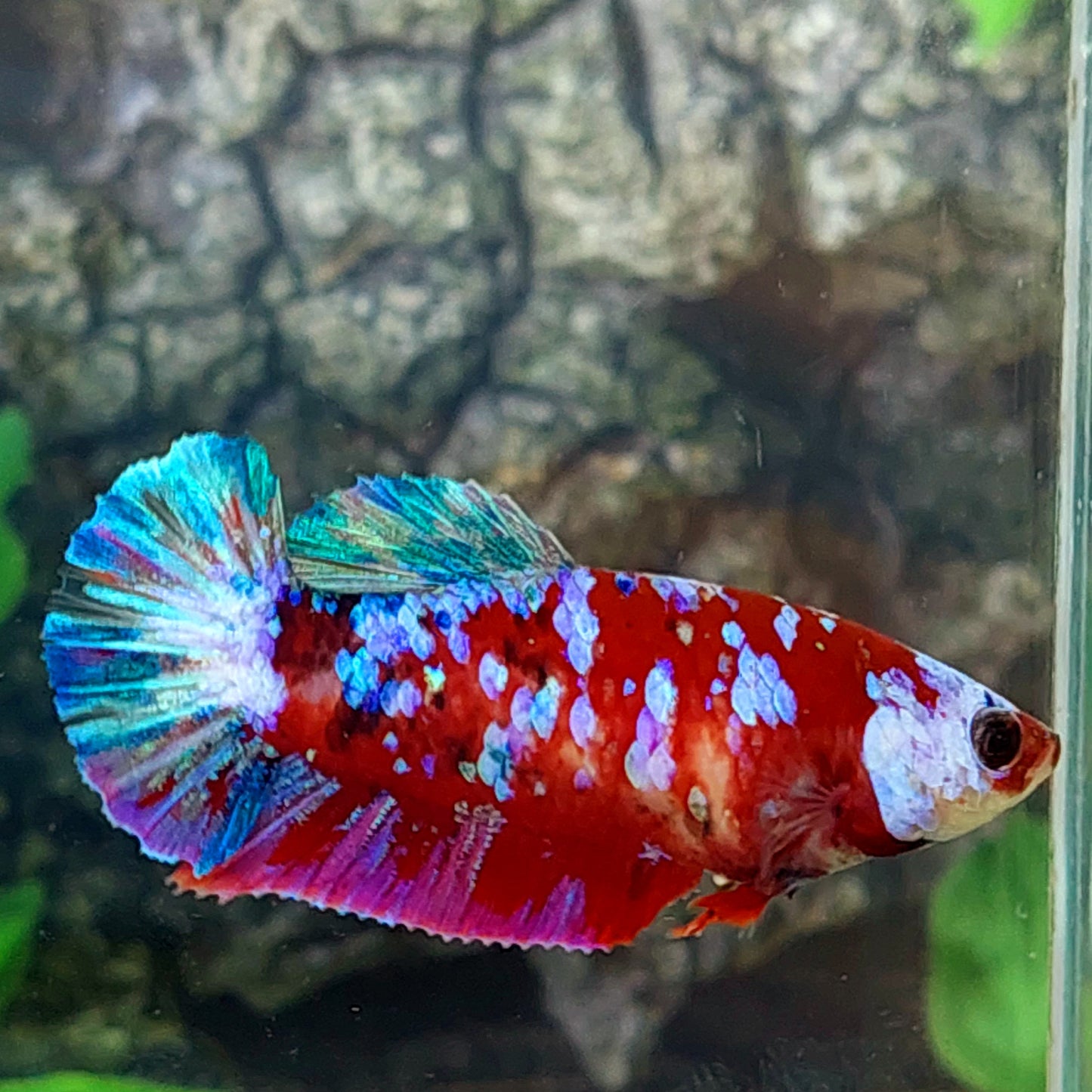 Multicolor Red Galaxy HMPK Female For Sorority Tank/Breed