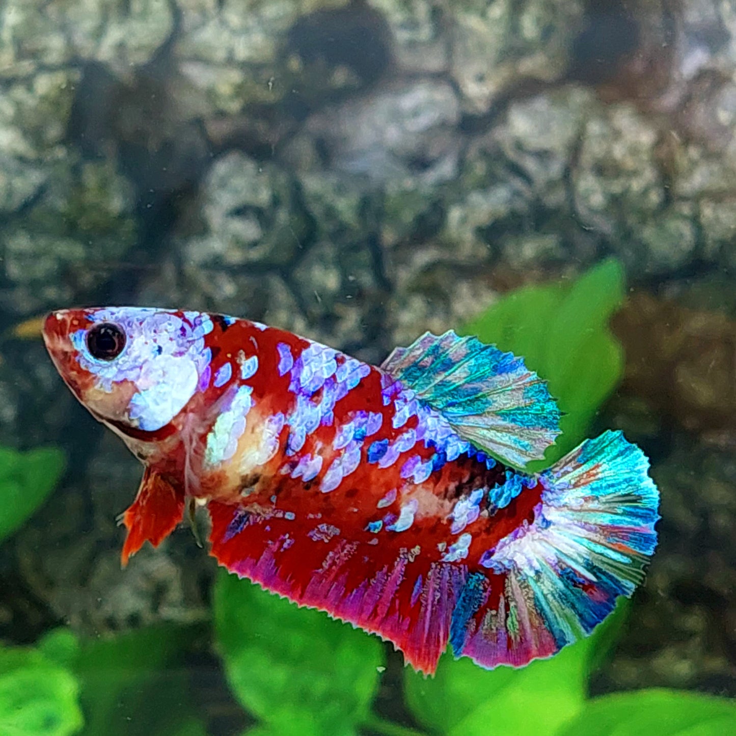 Multicolor Red Galaxy HMPK Female For Sorority Tank/Breed