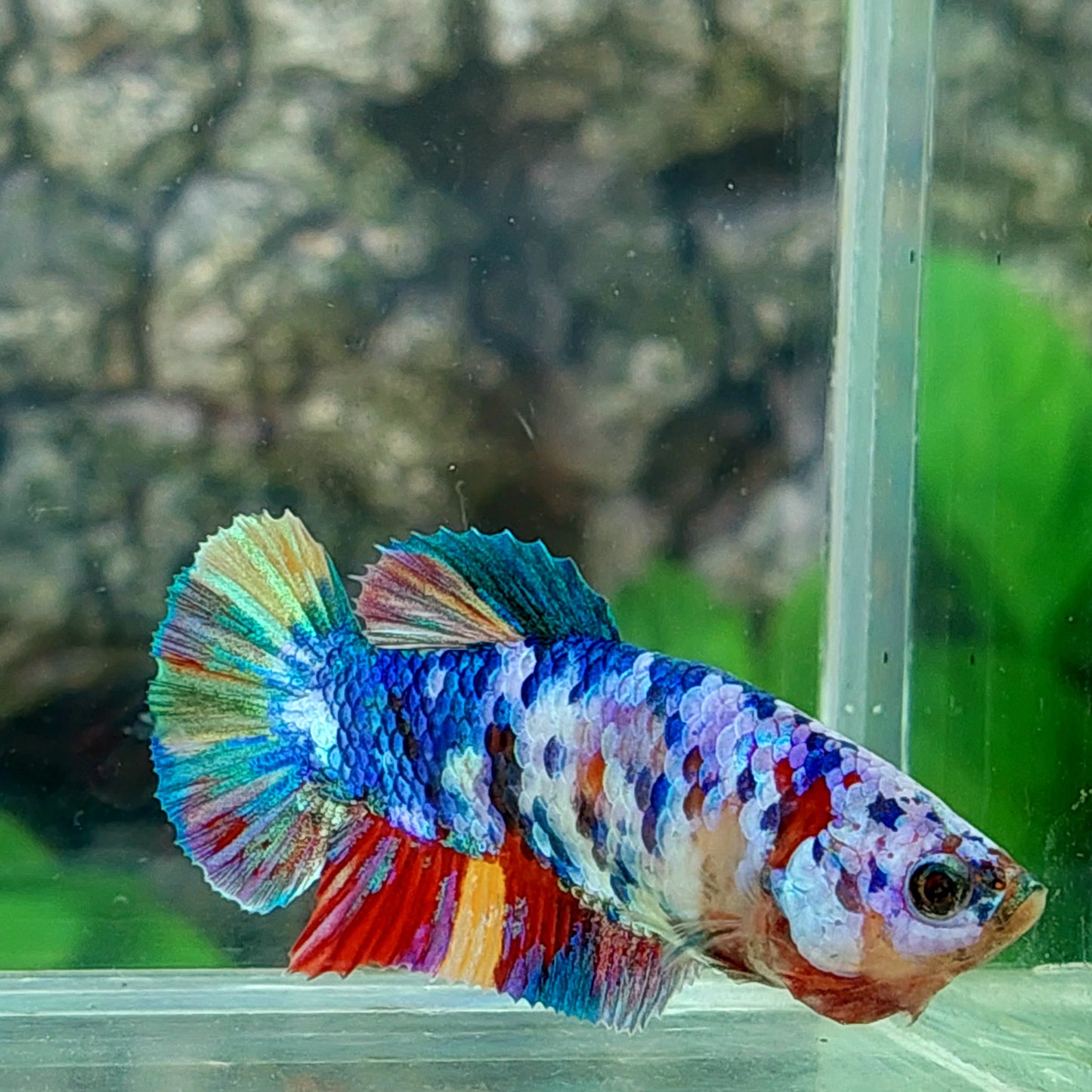 Multicolor Rainbow Galaxy HMPK Female For Sorority Tank/Breed