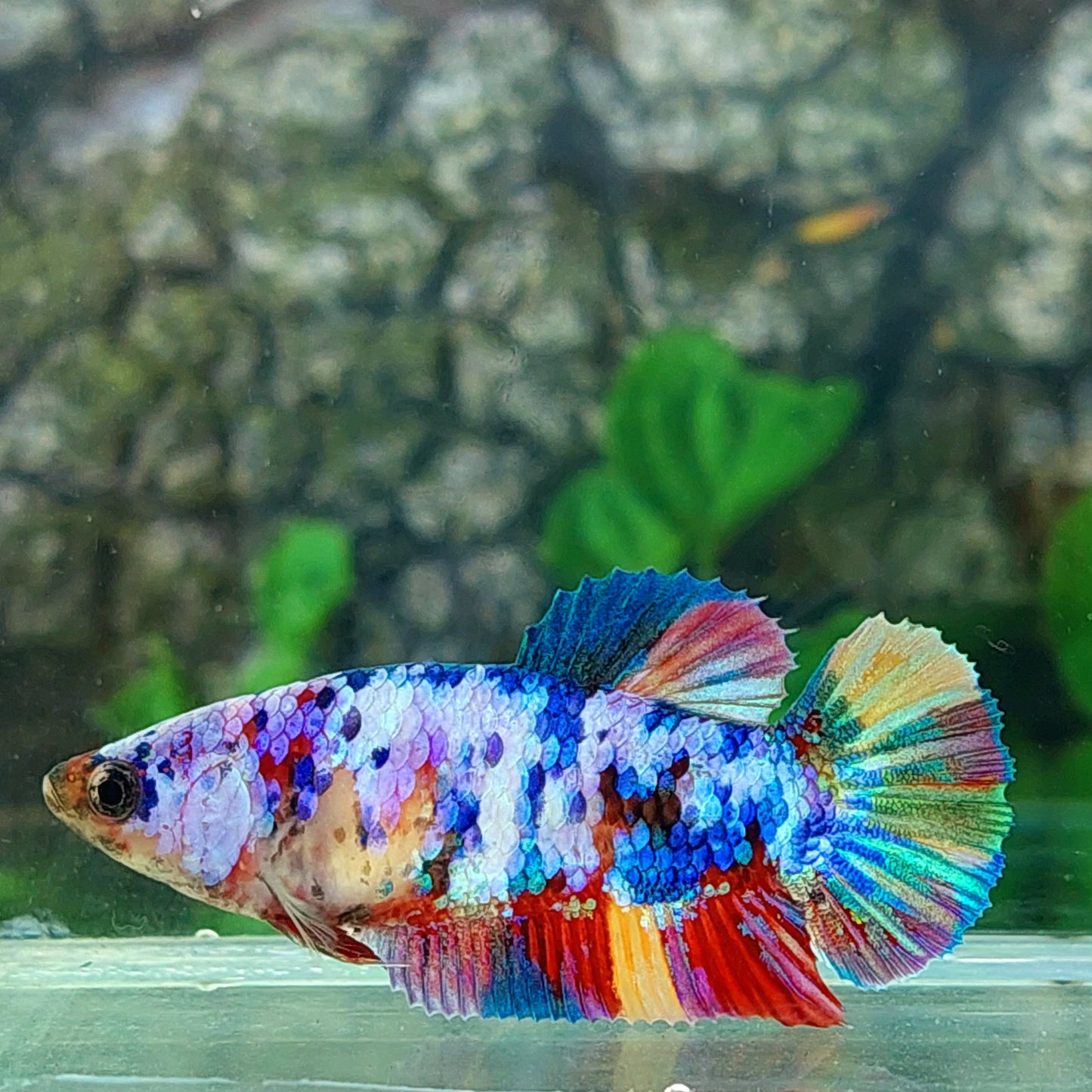 Multicolor Rainbow Galaxy HMPK Female For Sorority Tank/Breed