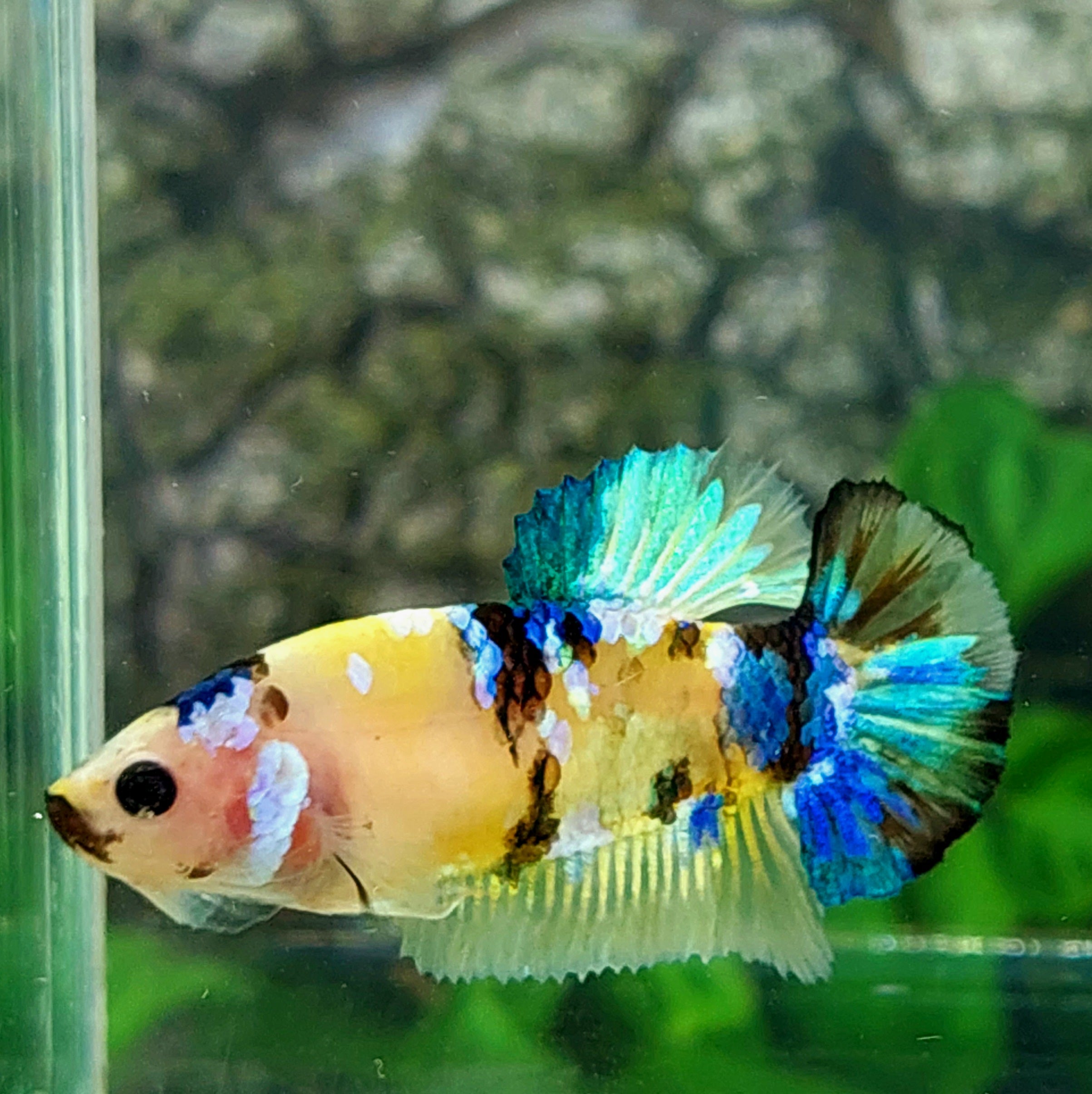 Amarillo cobre púrpura Koi Galaxy HMPK hembra para hermandad de mujeres tanque/raza