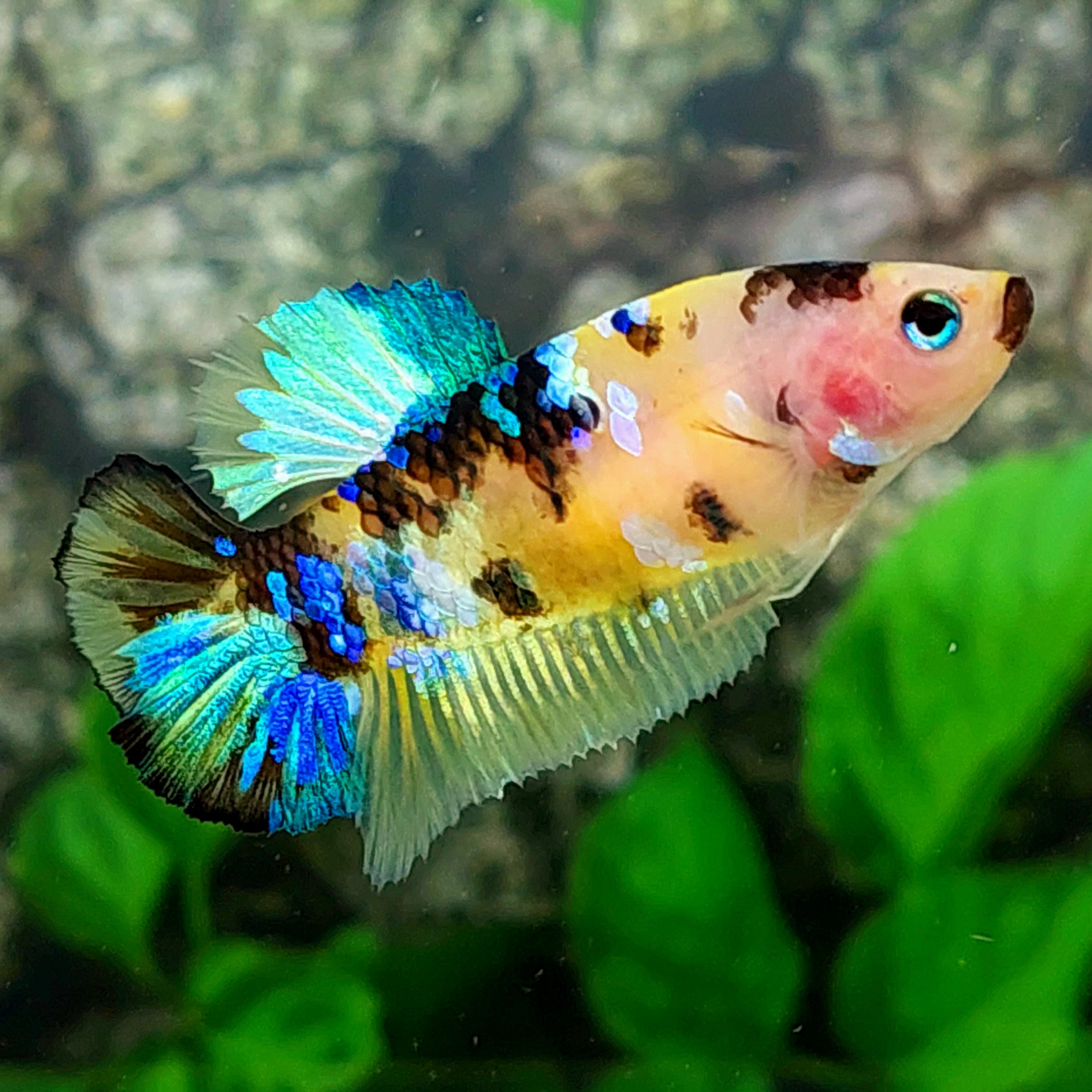Amarillo cobre púrpura Koi Galaxy HMPK hembra para hermandad de mujeres tanque/raza