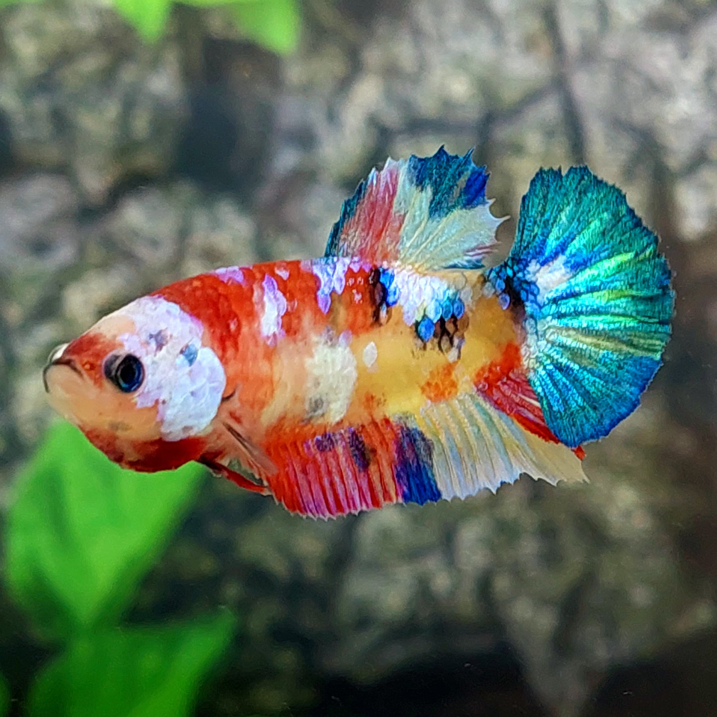 Multicolor Yellowbase Galaxy HMPK Female For Sorority Tank/Breed