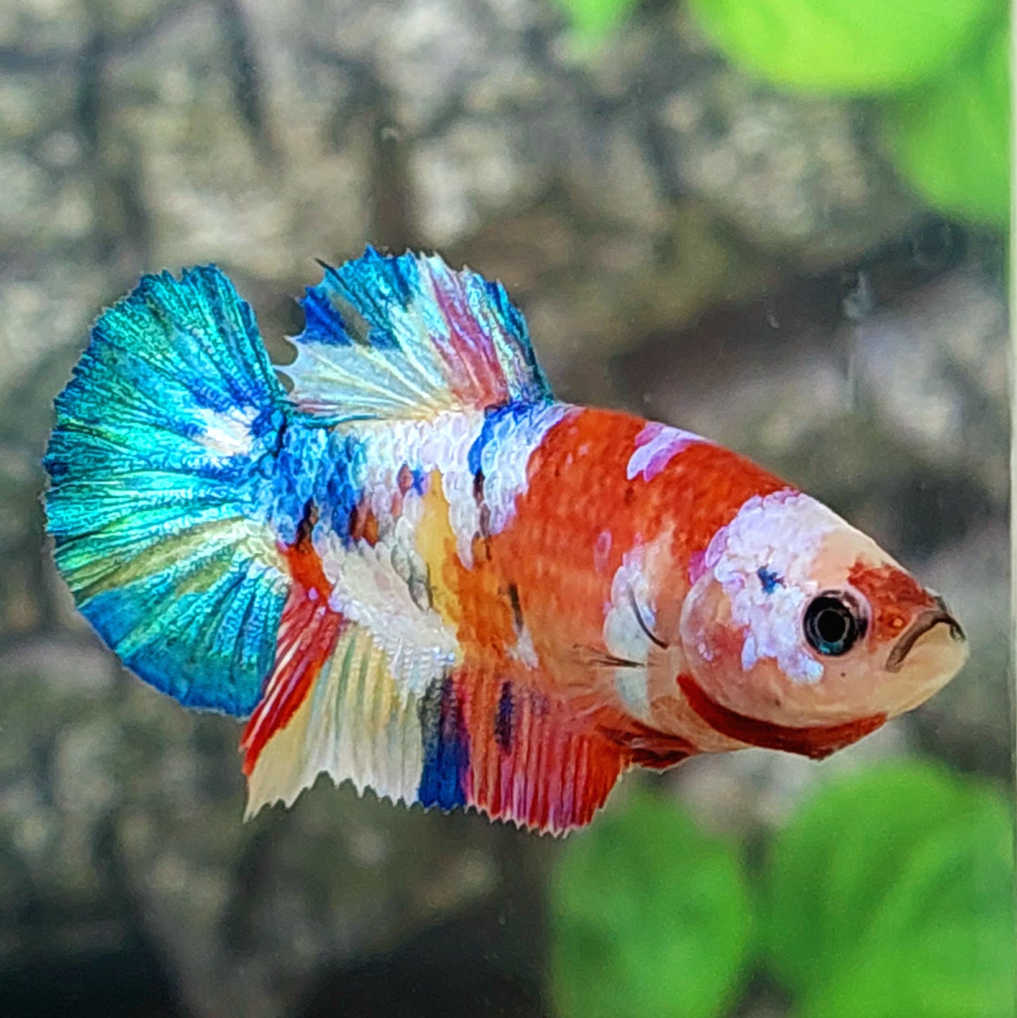 Multicolor Yellowbase Galaxy HMPK Female For Sorority Tank/Breed