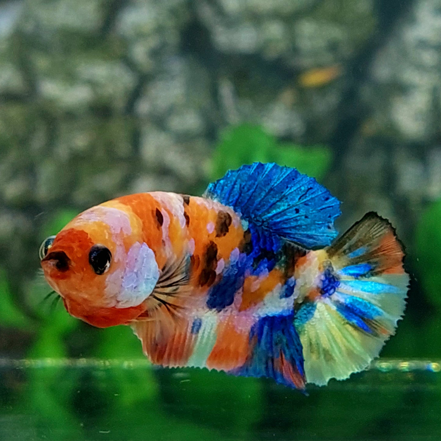 Multicolor Galaxy HMPK Female For Sorority Tank/Breed