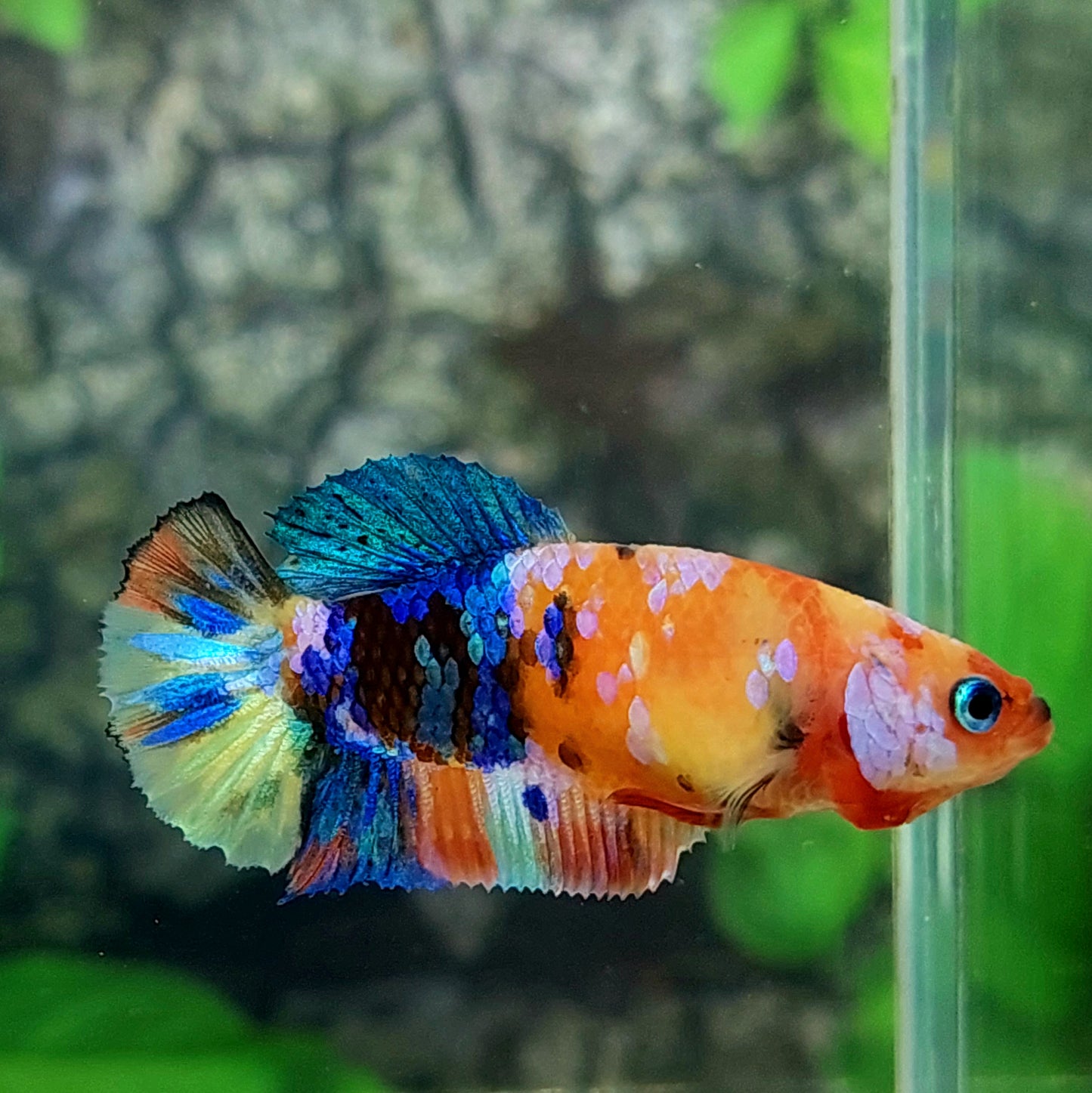 Multicolor Galaxy HMPK Female For Sorority Tank/Breed