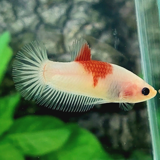 Tancho Koi HMPK Female For Sorority Tank/Breed