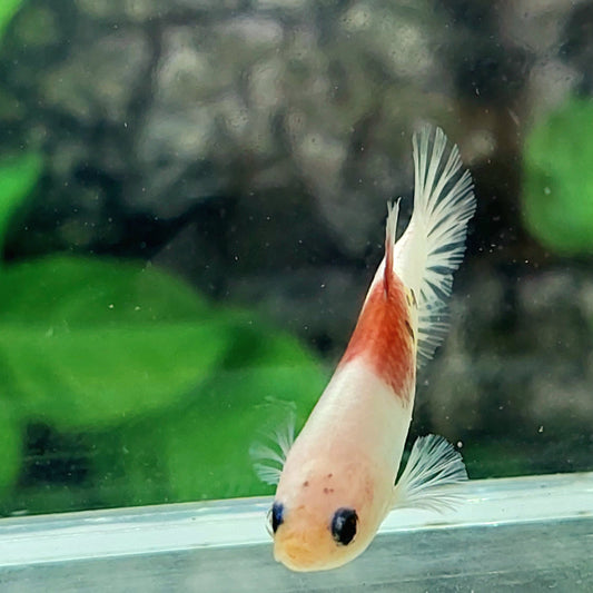 Tancho Koi HMPK Female For Sorority Tank/Breed