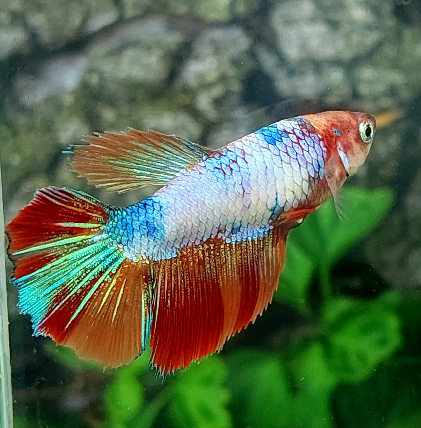 Multicolor Halfmoon Female For Sorority Tank/Breed