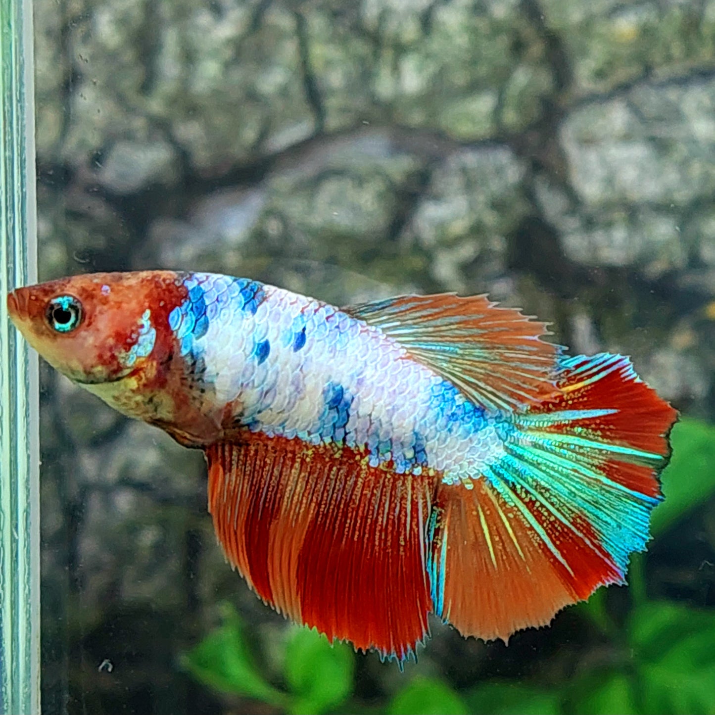 Multicolor Halfmoon Female For Sorority Tank/Breed