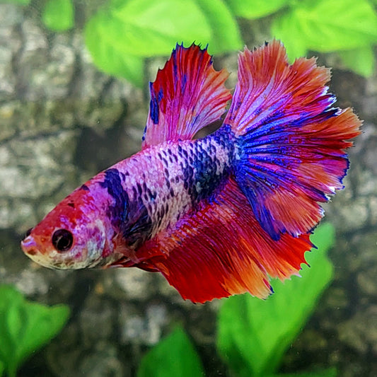 Rosetail Multicolor Pink Purple Candy Halfmoon Female For Sorority Tank/Breed