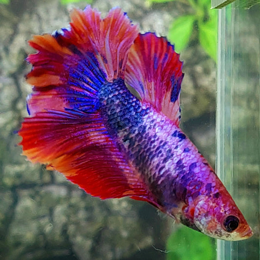 Rosetail Multicolor Pink Purple Candy Halfmoon Female For Sorority Tank/Breed