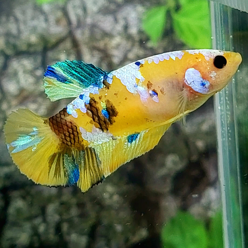 Amarillo cobre púrpura Koi Galaxy HMPK hembra para hermandad de mujeres tanque/raza