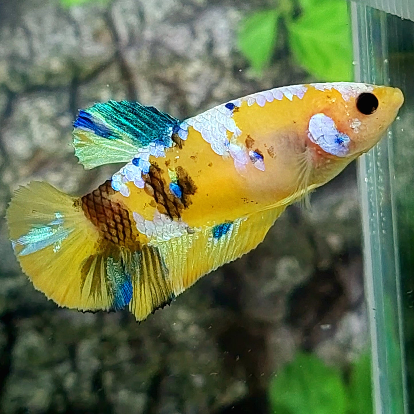 Yellow Galaxy HMPK Female For Sorority Tank/Breed