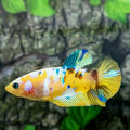 Amarillo cobre púrpura Koi Galaxy HMPK hembra para hermandad de mujeres tanque/raza