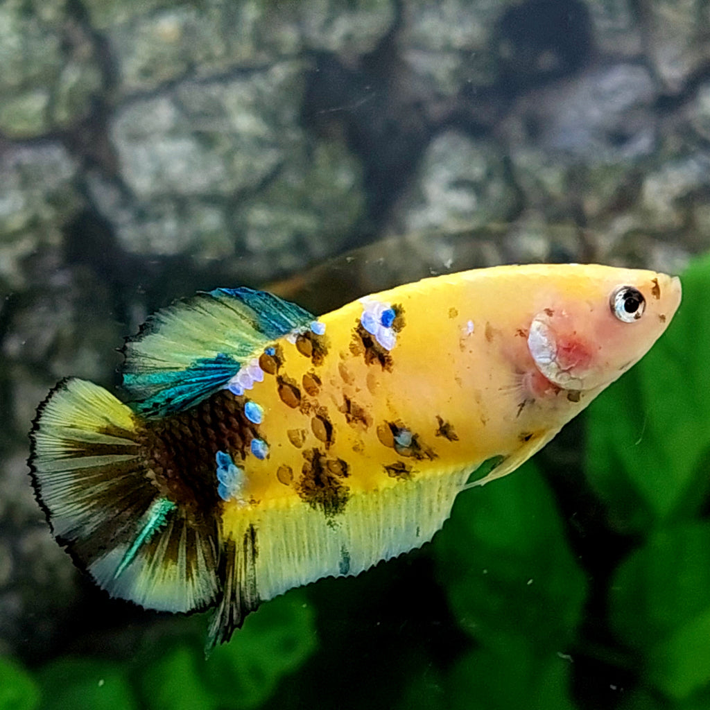 Amarillo cobre púrpura Koi Galaxy HMPK hembra para hermandad de mujeres tanque/raza