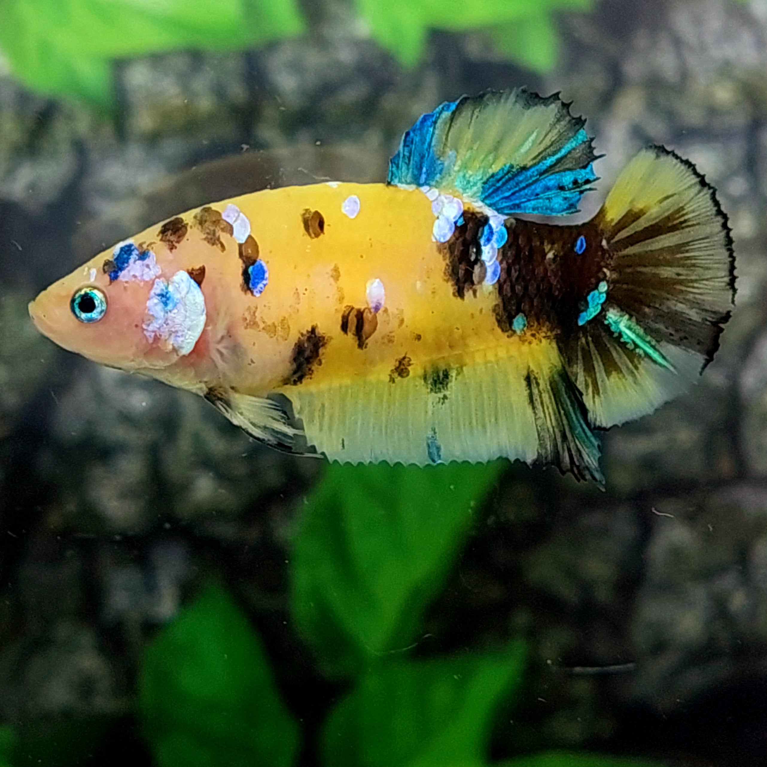 Amarillo cobre púrpura Koi Galaxy HMPK hembra para hermandad de mujeres tanque/raza
