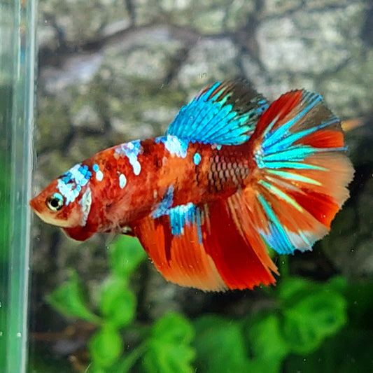 Multicolor Galaxy Halfmoon Female For Sorority Tank/Breed