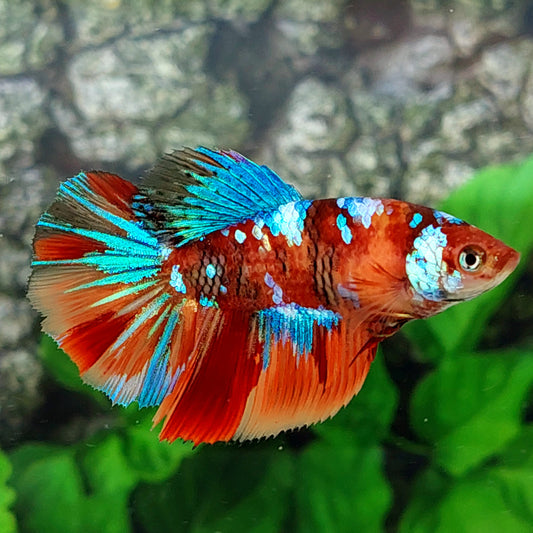 Multicolor Galaxy Halfmoon Female For Sorority Tank/Breed