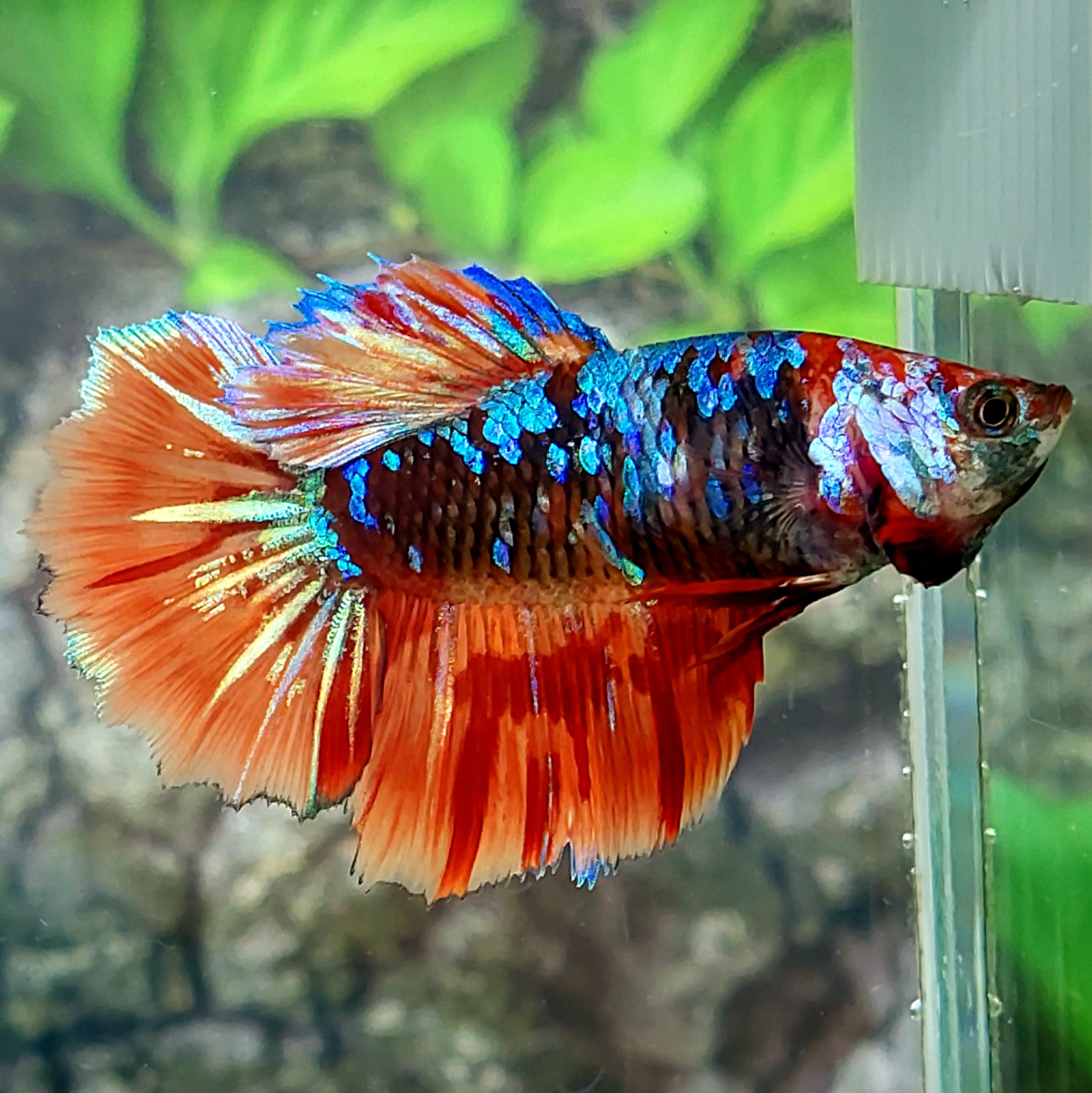 Avatar Candy Galaxy Halfmoon Female For Sorority Tank/Breed