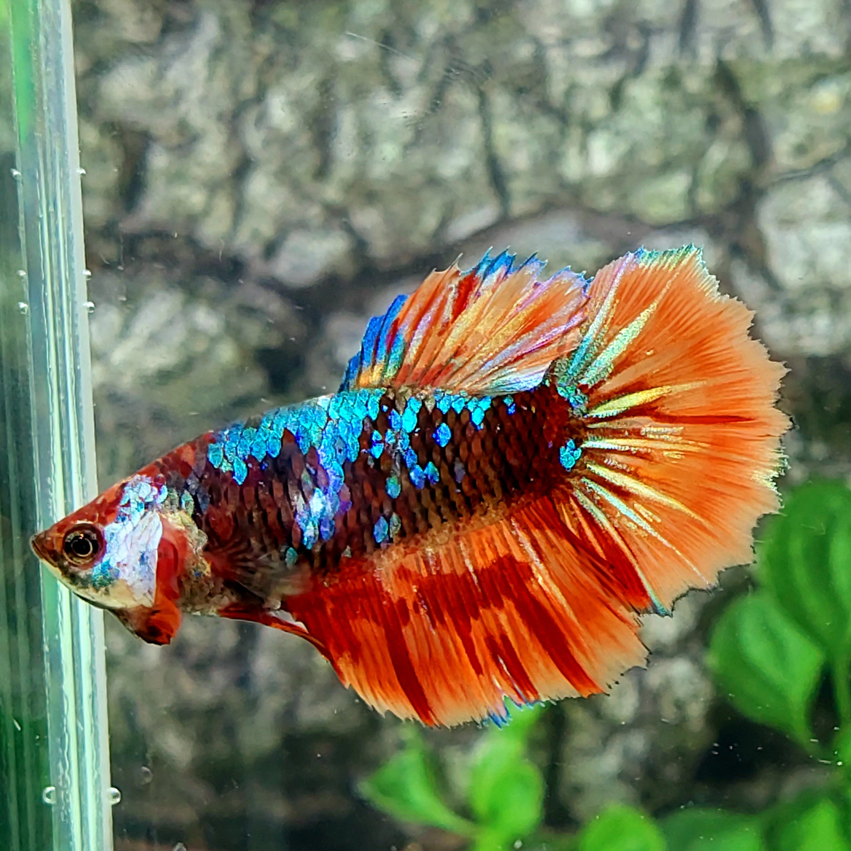 Avatar Candy Galaxy Halfmoon Female For Sorority Tank/Breed