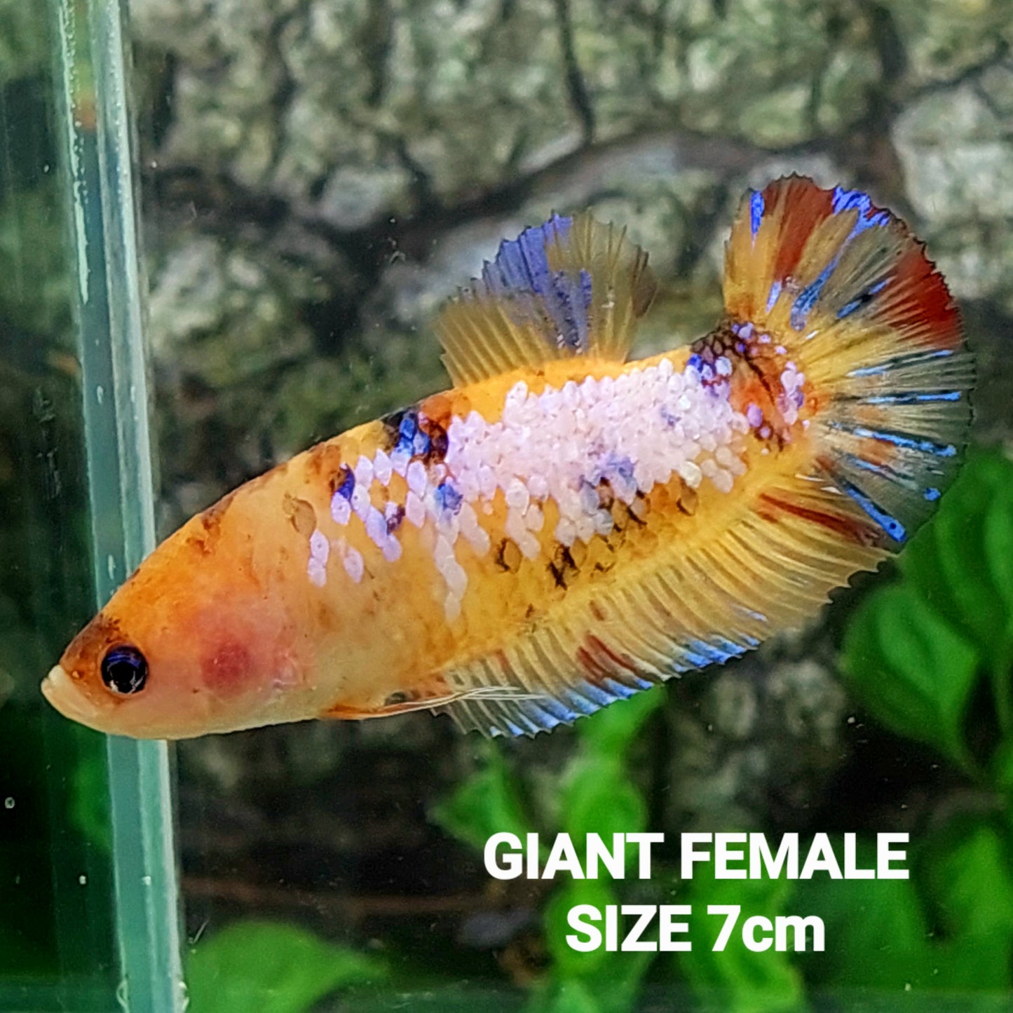 Yellowbase Multicolor Galaxy HMPK GIANT Female For Sorority Tank/Breed