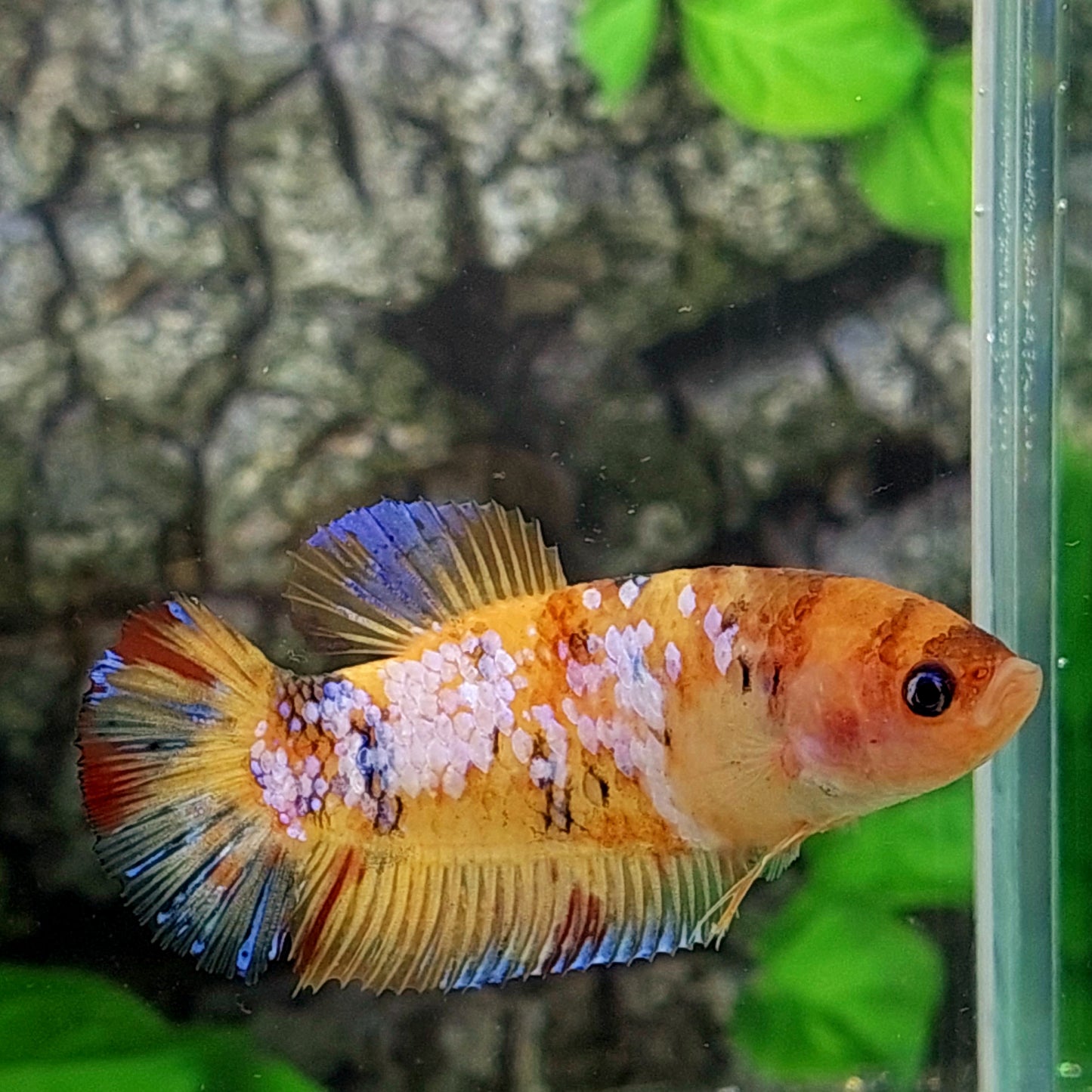 Yellowbase Multicolor Galaxy HMPK GIANT Female For Sorority Tank/Breed