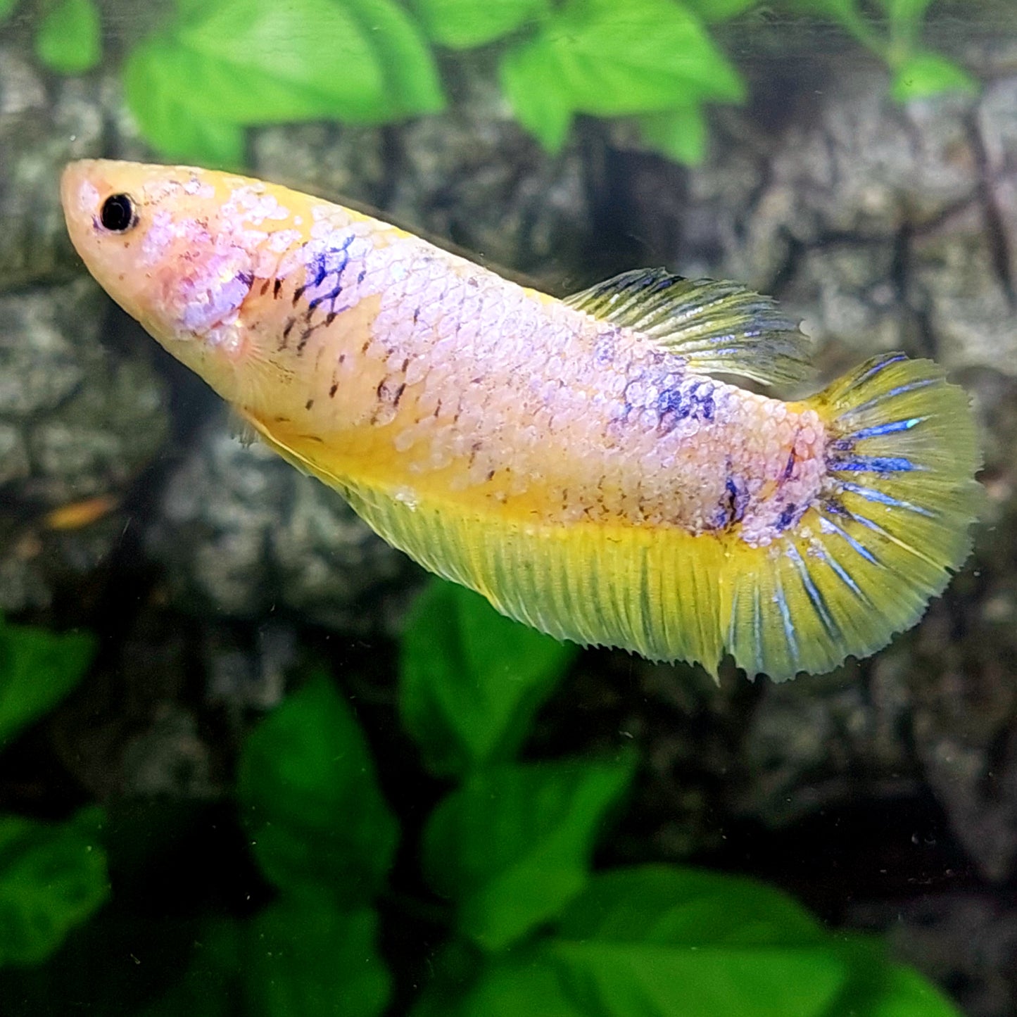 Yellow Pink Purple HMPK GIANT Female For Sorority Tank/Breed