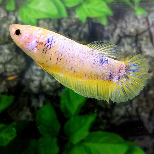 Yellow Pink Purple HMPK GIANT Female For Sorority Tank/Breed