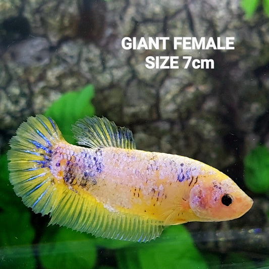 Yellow Pink Purple HMPK GIANT Female For Sorority Tank/Breed