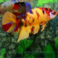 Yellowbase Multicolor GIANT HMPK Male