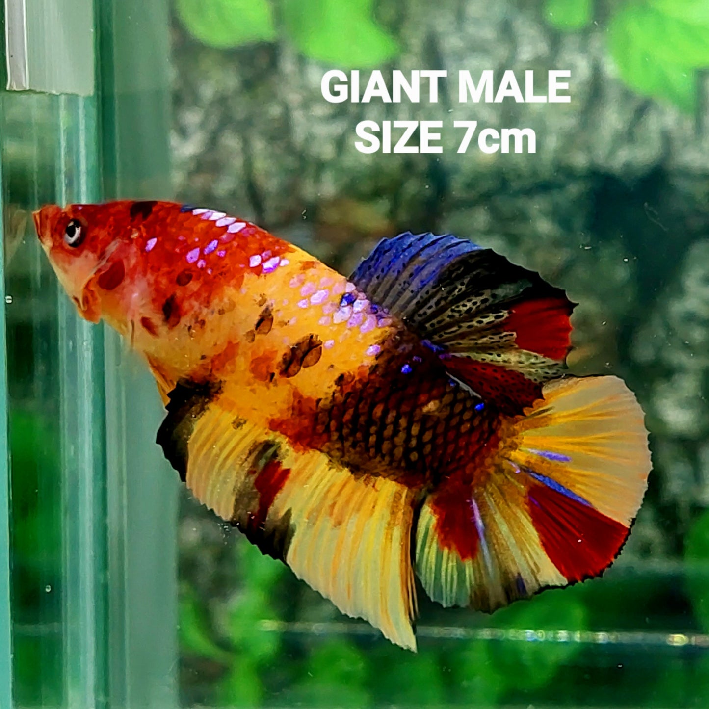 マルチカラー オレンジ コイ GIANT HMPK オス