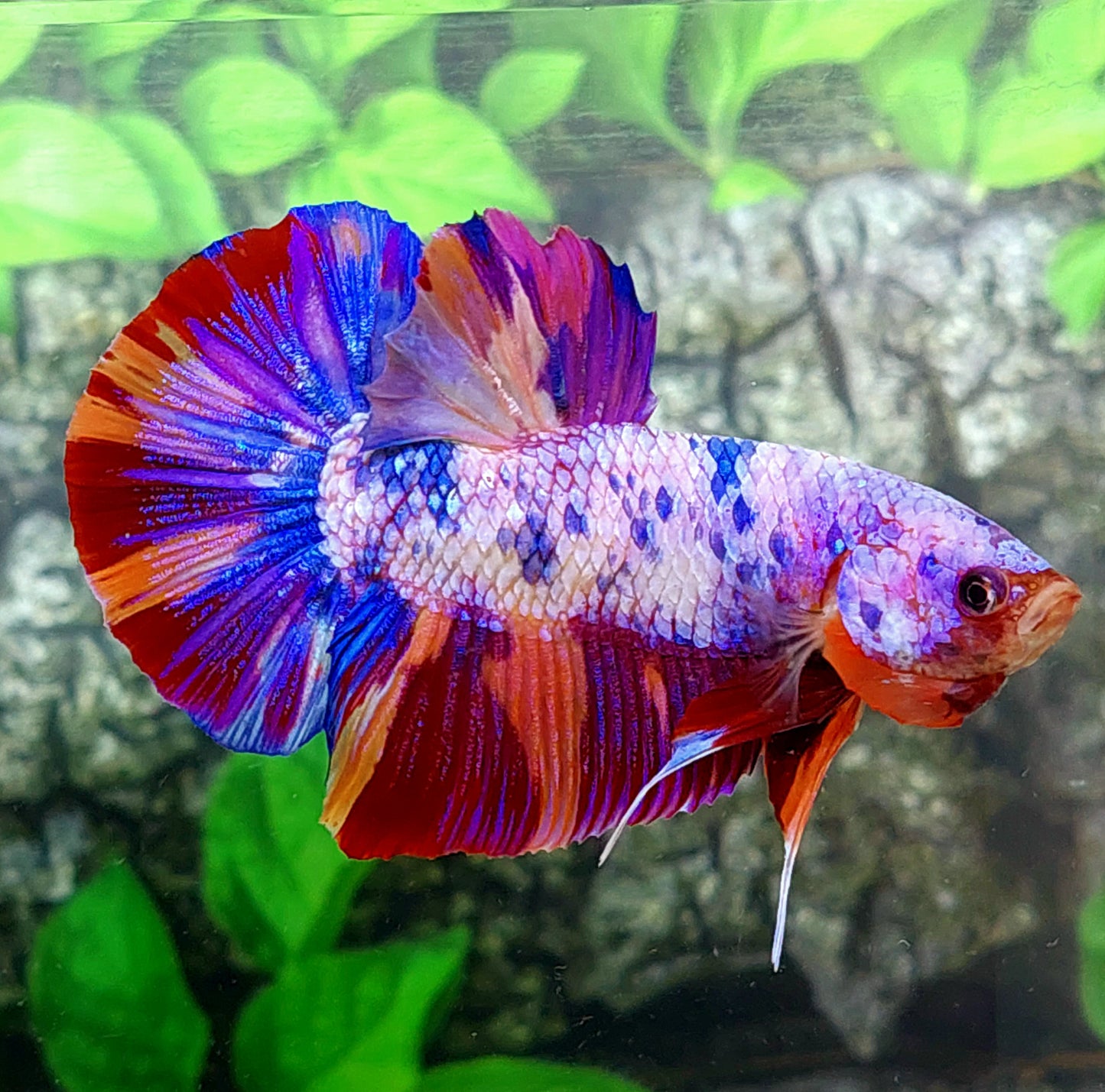 Multicolor Naranja Koi GIGANTE HMPK Macho