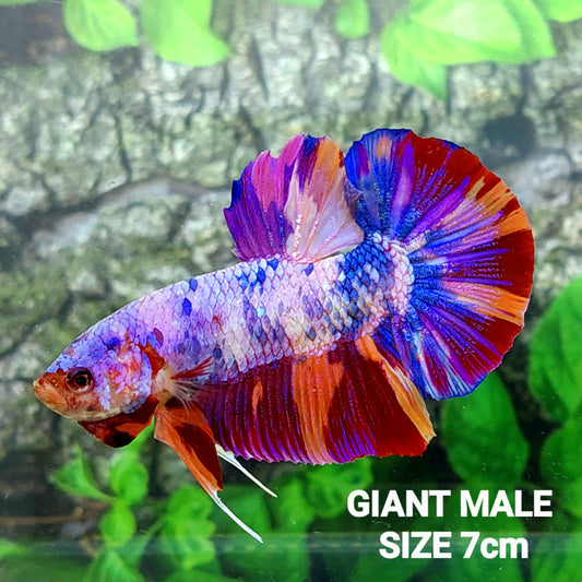 Multicolor Naranja Koi GIGANTE HMPK Macho