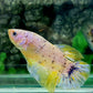 Yellow Pink Purple GIANT HMPK Male