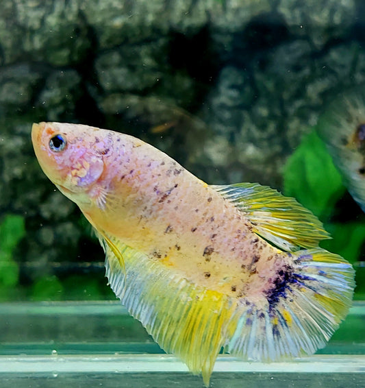 Yellow Pink Purple GIANT HMPK Male