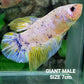 Multicolor Naranja Koi GIGANTE HMPK Macho