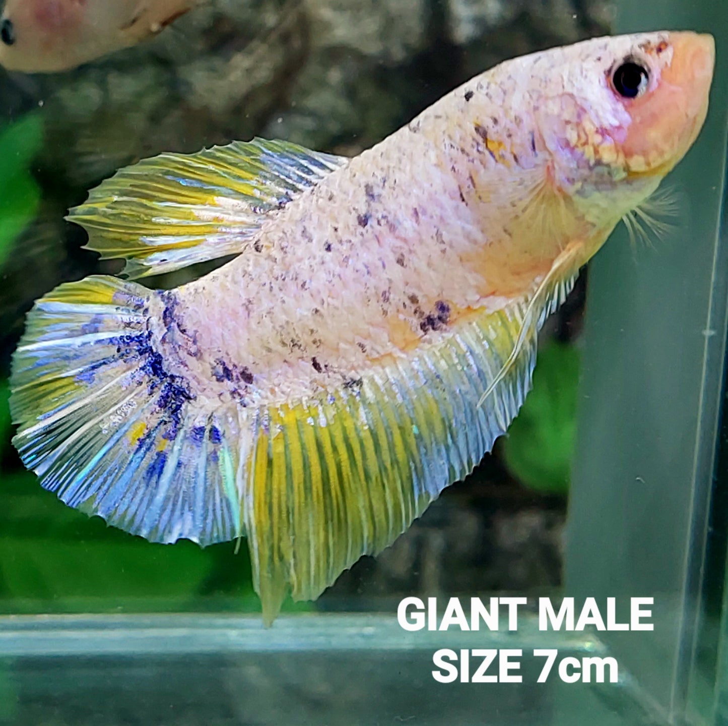 Yellow Pink Purple GIANT HMPK Male