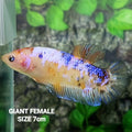 Multicolor Samurai HMPK GIANT Female For Sorority Tank/Breed