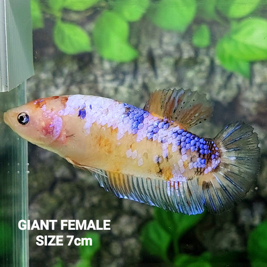 Fancy Pink Samurai HMPK GIGANTE hembra para hermandad de mujeres tanque/raza